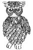 Petal Owl
